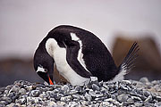 Picture 'Ant1_1_3123 Gentoo penguin, Antarctic Peninsula, Brown Bluff, Antarctica and sub-Antarctic islands'